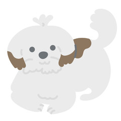 Cute shih tzu sitting