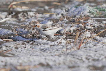 雪の中で餌を探すユキホオジロ