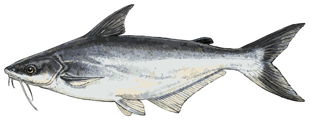 Pangasius hypophthalmus illustration art © Diono