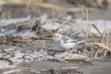 雪の中で餌を探すユキホオジロ