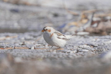 雪の上を歩くユキホオジロ