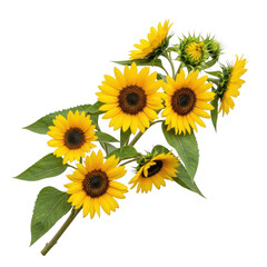 Obraz premium Vibrant sunflowers isolated on transparent background