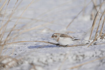 雪の中で餌を探すユキホオジロ
