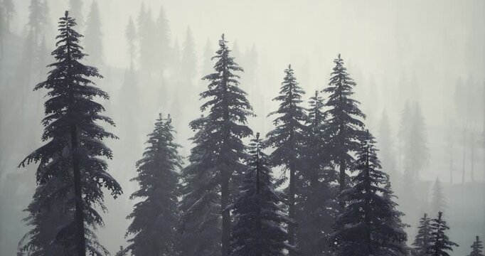 Enveloping mist settles over a serene forest as tall evergreen trees stand silently against the hazy backdrop. The tranquility of the morning draws one into natures calm embrace.
