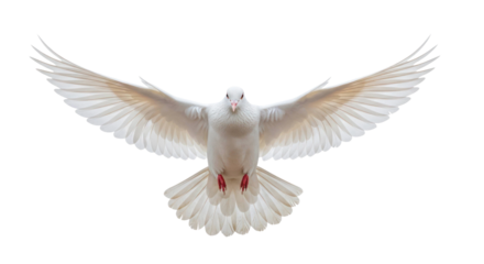 White dove in mid-flight with outstretched wings, showcasing grace and beauty, symbolizing peace and freedom. Isolated on transparent background