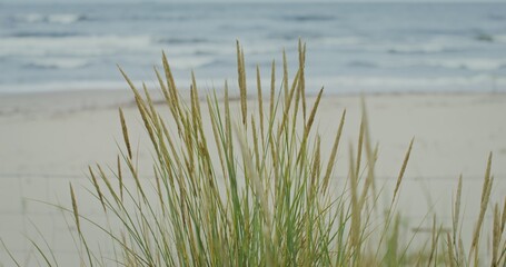 Obraz premium Ears of grass sway in the wind on the seashore