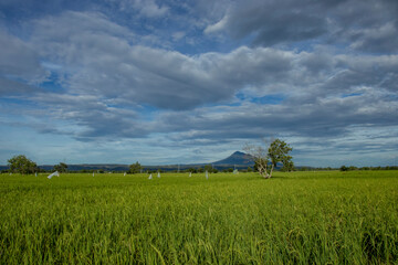 Green Rice Field Landscape Under Cloudy Blue Sky