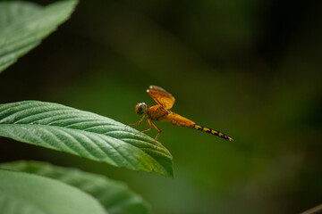 Orange Dragonfly Perched on Green Leaf with Soft Bokeh Background