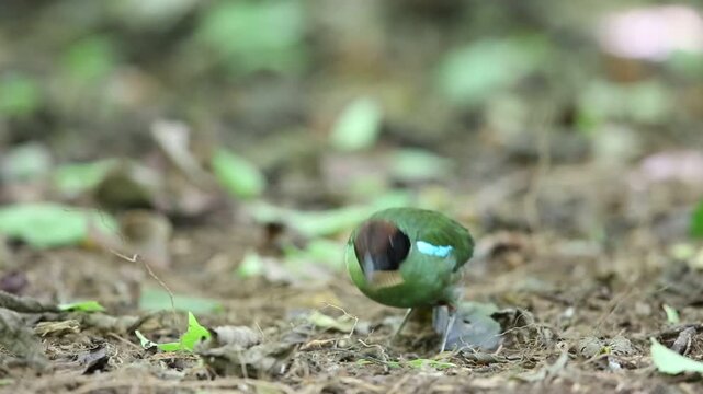 Hooded pitta (Pitta sordida) in Kaengkrachan National Park, Thailand