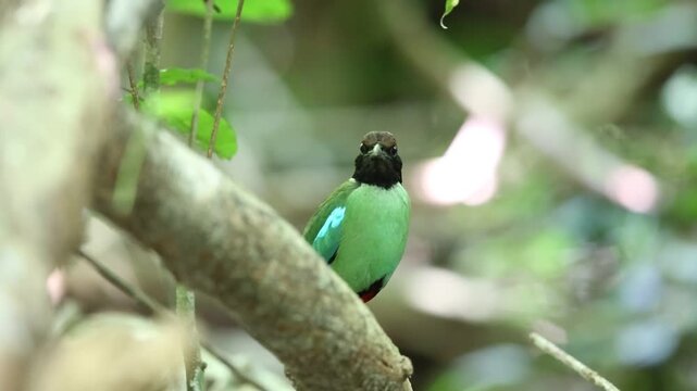 Hooded pitta (Pitta sordida) in Kaengkrachan National Park, Thailand