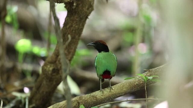 Hooded pitta (Pitta sordida) in Kaengkrachan National Park, Thailand
