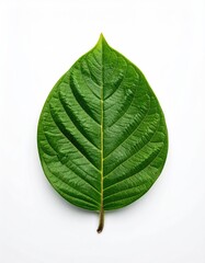 Single green leaf on a white backdrop