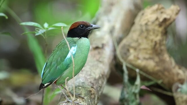 Hooded pitta (Pitta sordida) in Kaengkrachan National Park, Thailand