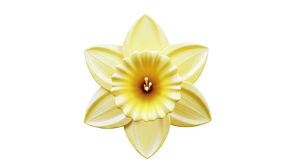 Yellow Daffodil Flower