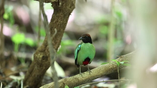 Hooded pitta (Pitta sordida) in Kaengkrachan National Park, Thailand