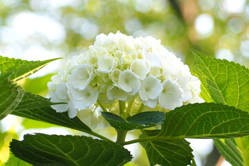 植物　花　夕方　公園