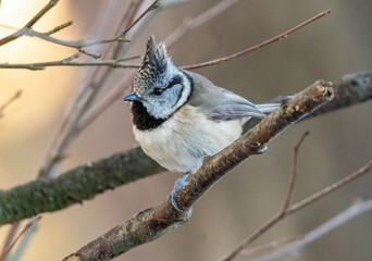 Close up of a crested tit bird in the woodland