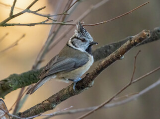 Close up of a crested tit bird in the woodland