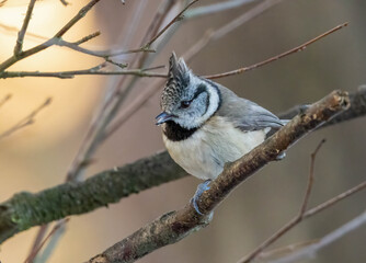 Close up of a crested tit bird in the woodland
