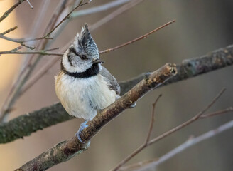 Close up of a crested tit bird in the woodland