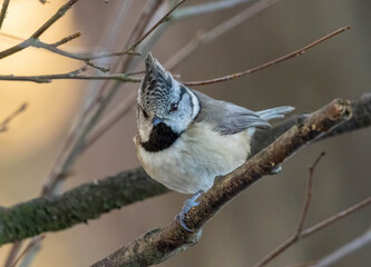 Close up of a crested tit bird in the woodland
