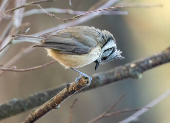 Close up of a crested tit bird in the woodland