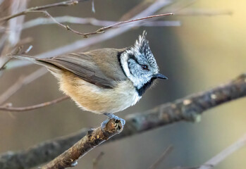 Close up of a crested tit bird in the woodland © Sarah