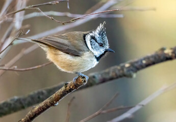 Close up of a crested tit bird in the woodland © Sarah