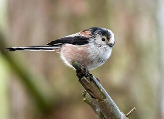 Close up of a long tailed tit on a branch in the forest