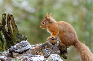Close up of a cute red squirrel in the forest