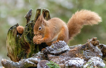 Close up of a red squirrel eating a nut