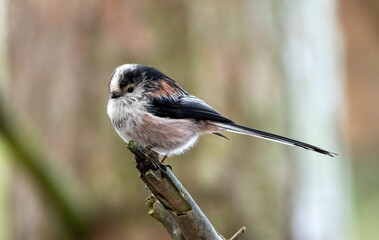 Close up of a long tailed tit on a branch in the forest