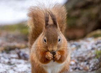 Close up of a red squirrel eating a nut