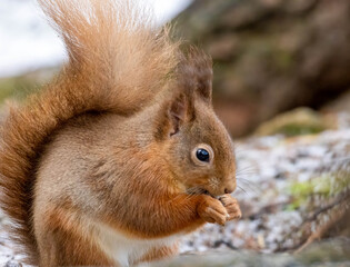 Close up of a red squirrel eating a nut