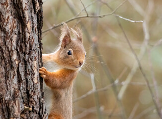 Close up of a cute red squirrel in the forest