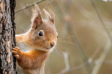 Close up of a cute red squirrel in the forest