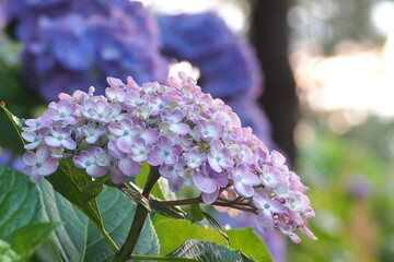 植物　花　夕方　公園