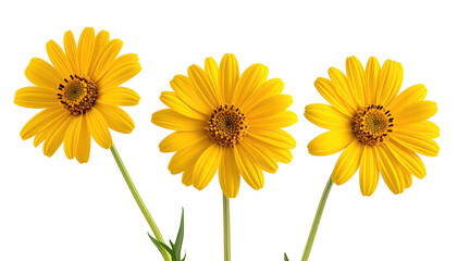 Three bright yellow daisy-like flowers on a black backdrop