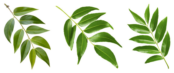 Green Leaves Collection on White Background