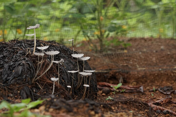 Fototapeta premium Small white wild mushrooms growing on decomposing palm oil fruit bunches. Natural fungi macro photography, organic agricultural waste, and tropical botany