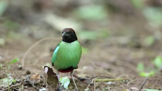 Hooded pitta (Pitta sordida) in Kaengkrachan National Park, Thailand