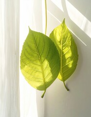 Two leaves backlit by sunlight