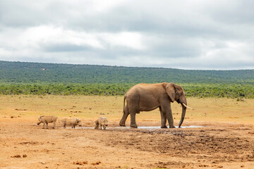 Naklejka premium Elephant in Addo Elephant Safari Park