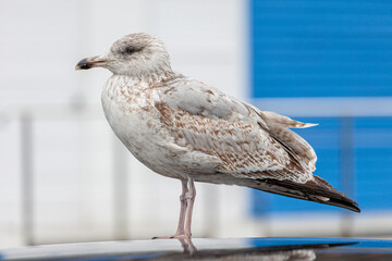 Herring Gull with immature plumage. Larus argentatus.