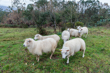 Obraz premium Flock of white wool sheep in the meadow, Llanes, Asturias, Spain.