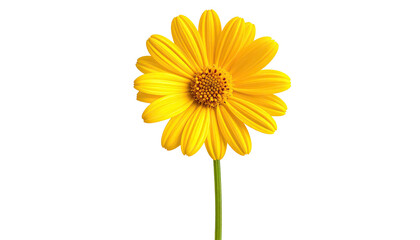 Bright yellow flower with stem on isolated black background