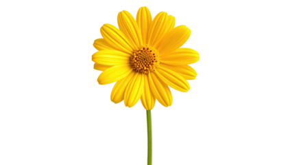 Bright yellow flower with stem on isolated black background