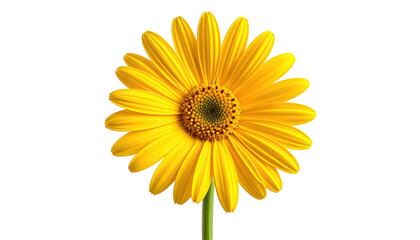 Naklejka premium Sunny yellow flower, stem, on stark black background