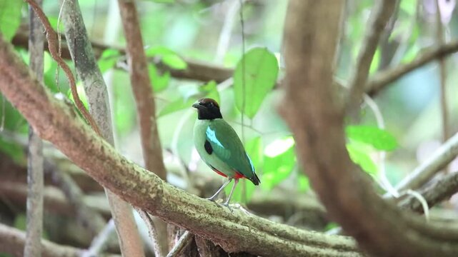 Hooded pitta (Pitta sordida) in Kaengkrachan National Park, Thailand