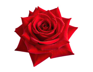 Red rose blooms center, layered petals, isolated black
